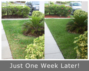 Just one week after a successful sprinkler repair in Sunrise, FL